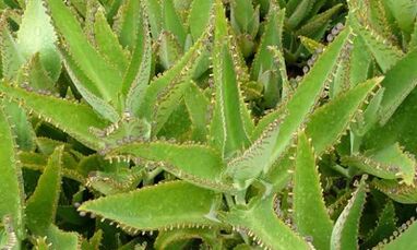 Kalanchoe tinktura za liječenje varikoznih vena